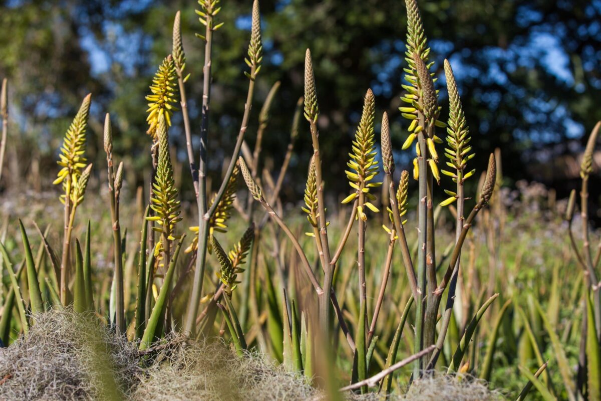 Plantação babosa em flor - Mundo Aloe 1