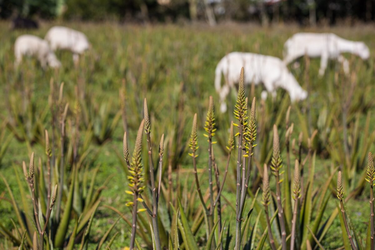 Plantação babosa em flor - Mundo Aloe 5