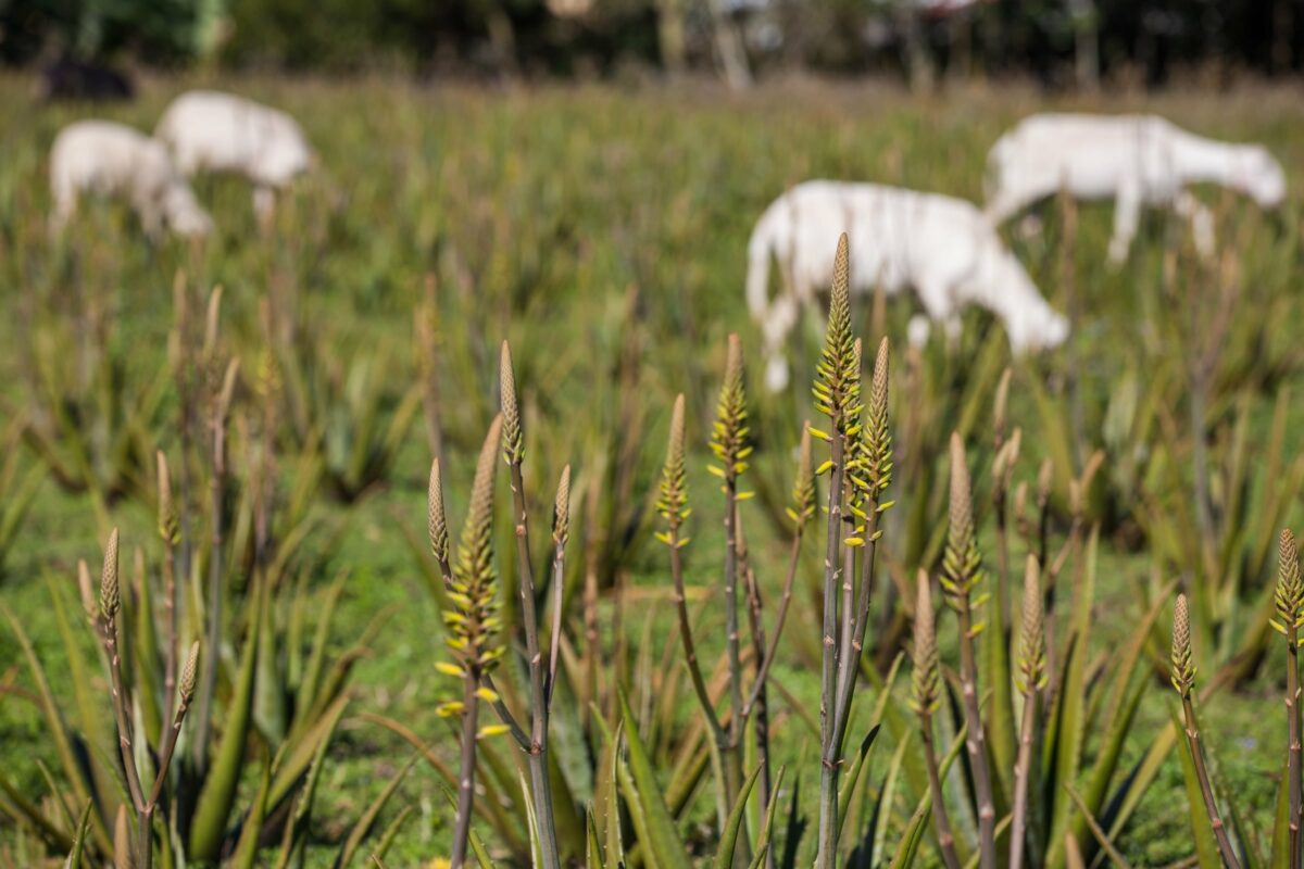 Plantação babosa em flor - Mundo Aloe 5
