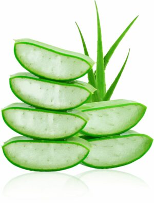aloe vera babosa planta benefícios