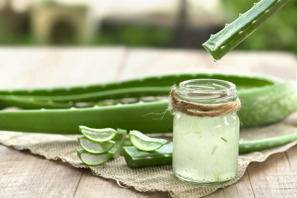 aloe vera folhas cortadas gel de babosa para que serve
