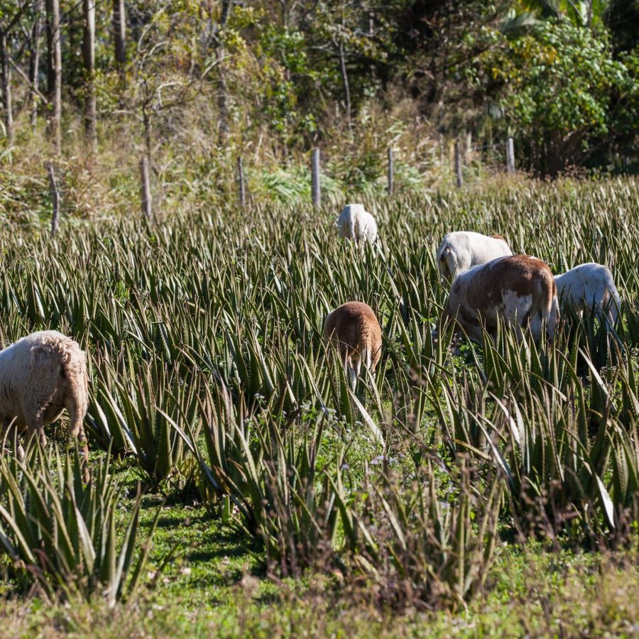 Plantação babosa em flor - Mundo Aloe 2